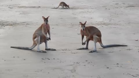 Wallaby Fight on the beach of Cape Hillsborough