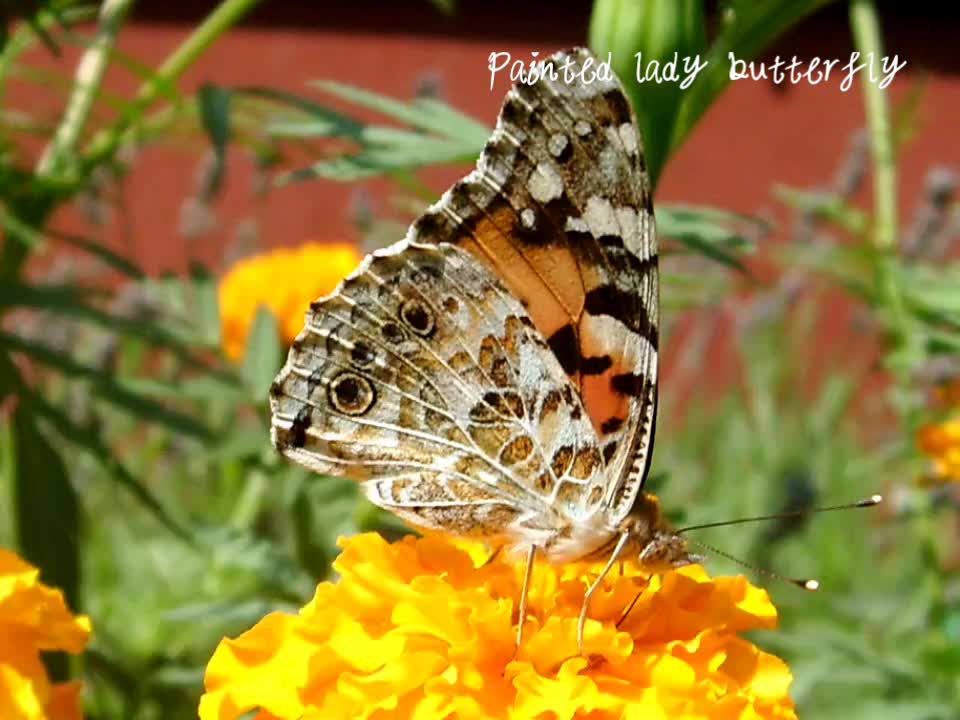 Painted lady butterfly