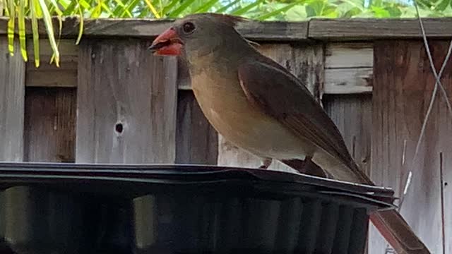 #Back Yard Birds Hawai’i “Chirpy Girl”