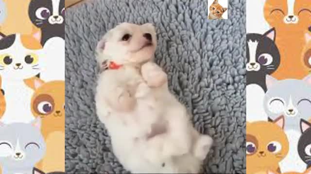 Funny Videos Pet Animals