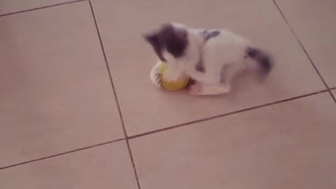 Cute kitten joue