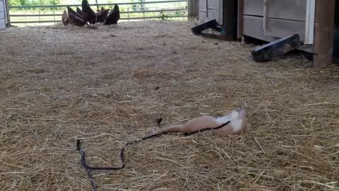 More Barn Kitten Fun