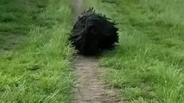 Does anyone know what this animal is!