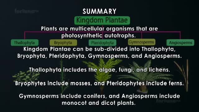 Classification in Plants