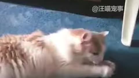 the most funny cats in the world