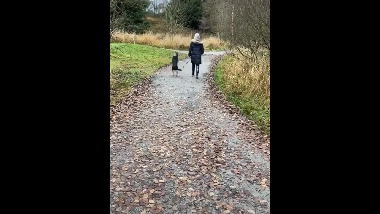 Super funny and cute animals, Part 9
