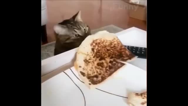 Cute and funny pet compilation\ some of these cats will have you mind blown!