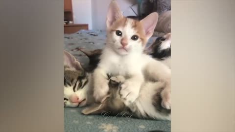 Cute Dogs And Cats That Will Make You Laugh