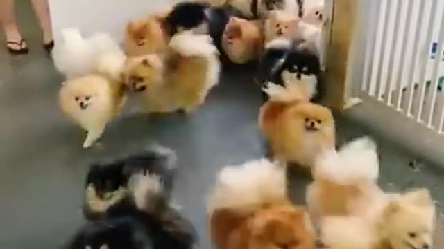 Pretty cute little puppies (nice video )