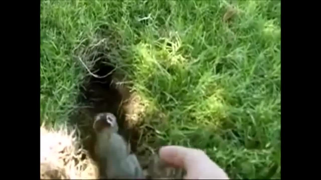 baby bunny rabbits video