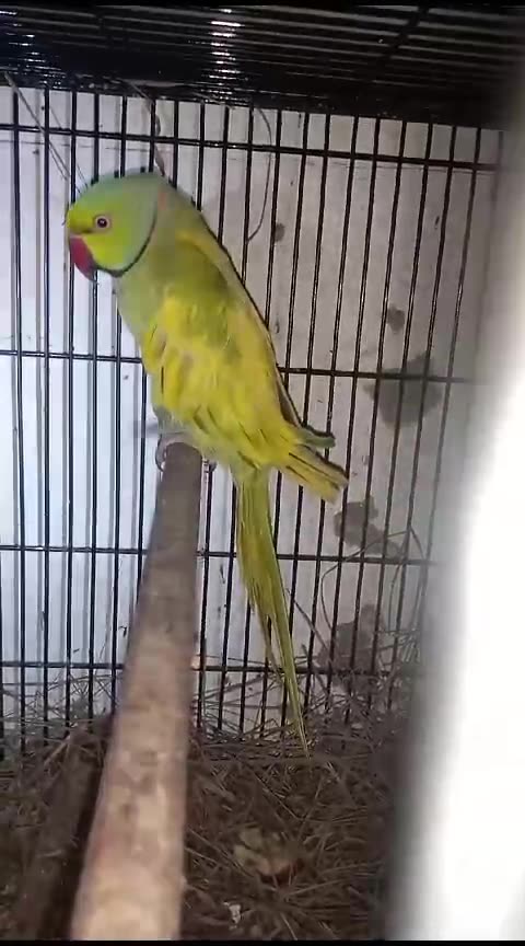 Yellow Parrot