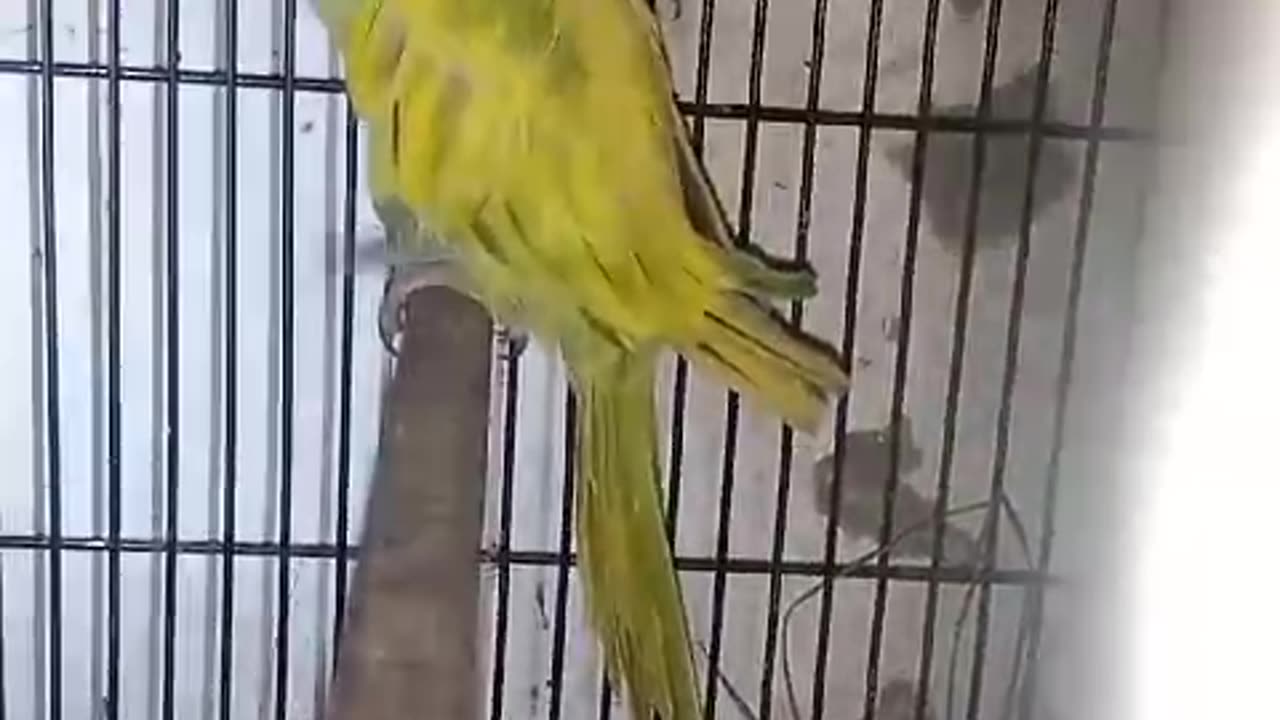 Yellow Parrot