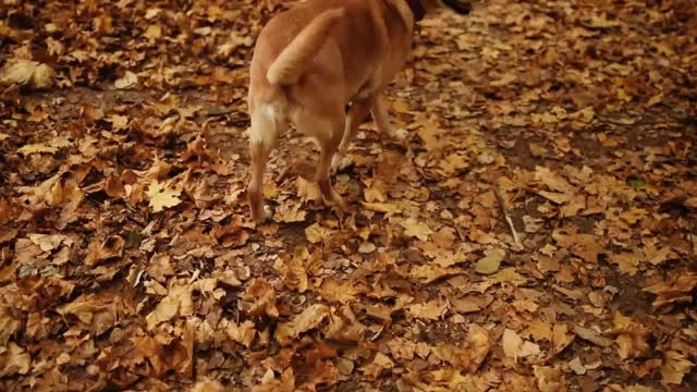 A person walking with a dog