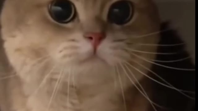 Funny_and_Cute_Cat__Videos_Compilation_(1080p).mp4.mp4