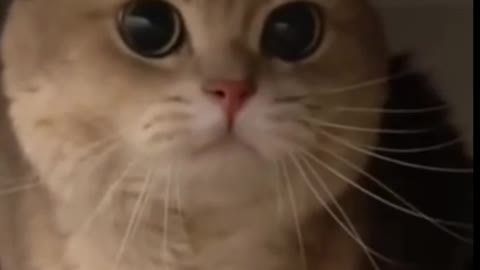 Funny_and_Cute_Cat__Videos_Compilation_(1080p).mp4.mp4