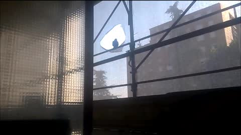 The pigeon Nino