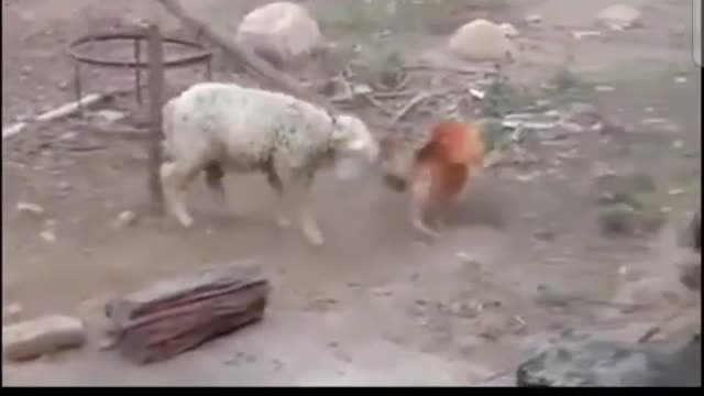 Animal planet