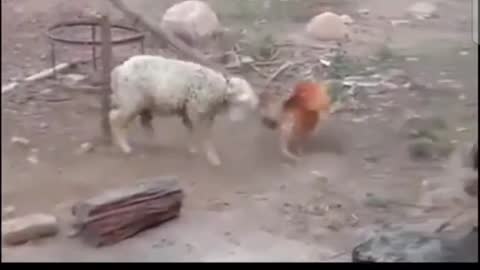 Animal planet