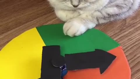 Funny cat#funnyvideo #fyp