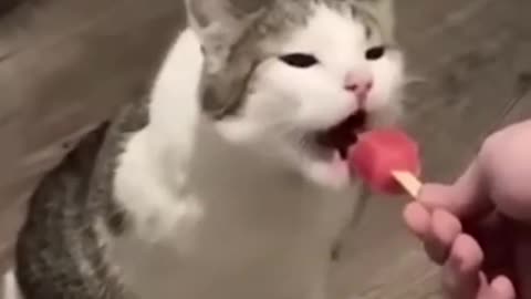 cats and dogs
