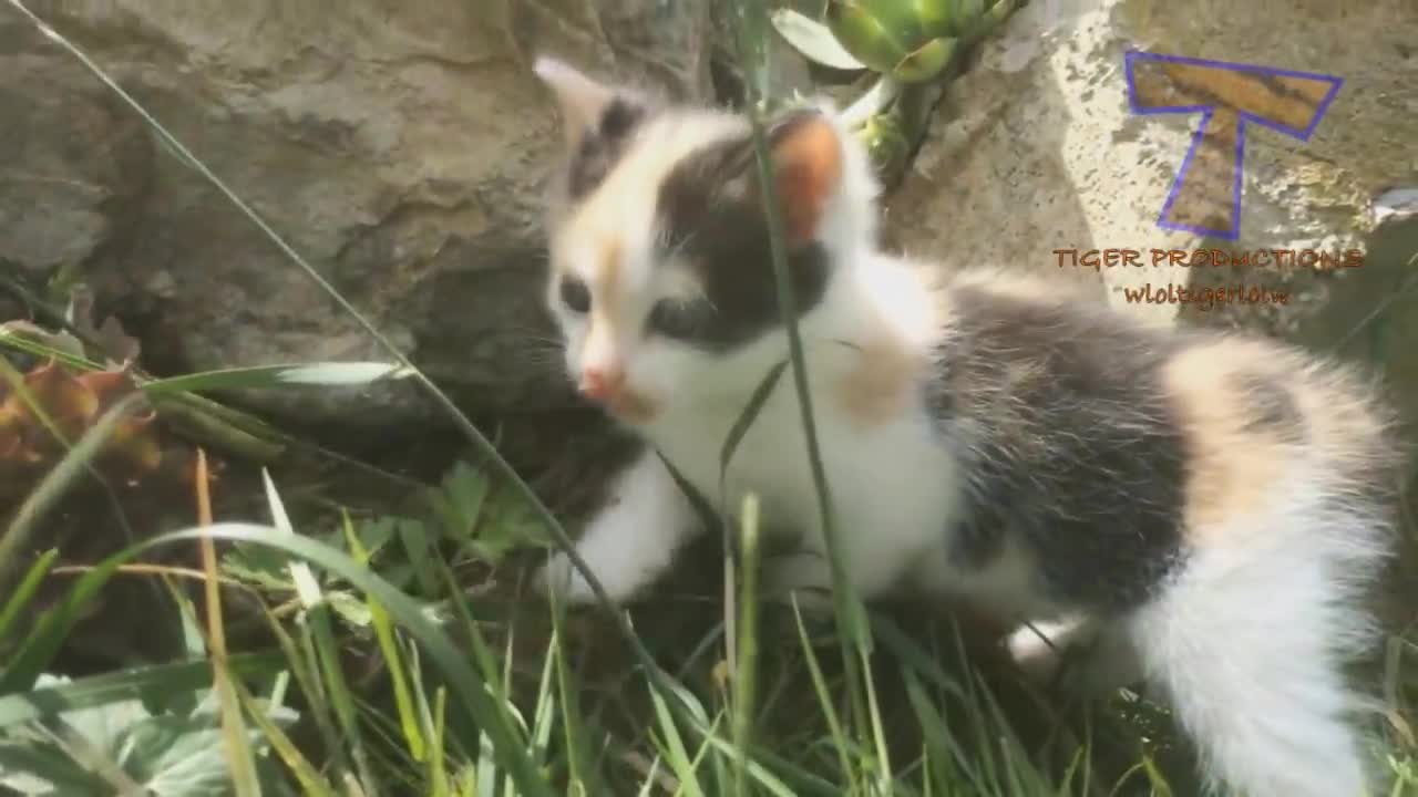 WATCH SUPER FUNNY VIDEOS . But TRY TO STOP LAUGHING