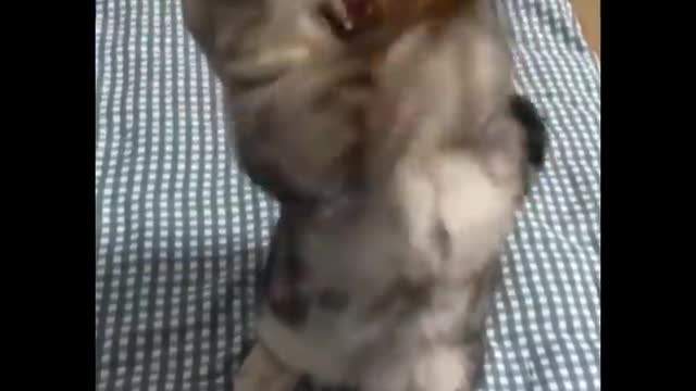 Funniest cat videos #110 - HILARIOUS!