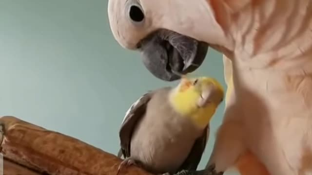 Cockatiel being prevented by his superior