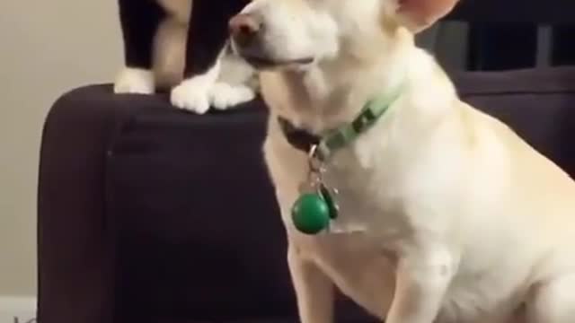 When cats and dogs are together