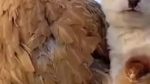 #shortvideo #viral #cat