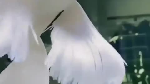 Very nice Fish