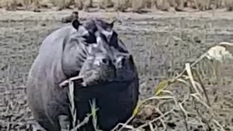 Gigantic Hippo showing off his beautiful teeth!