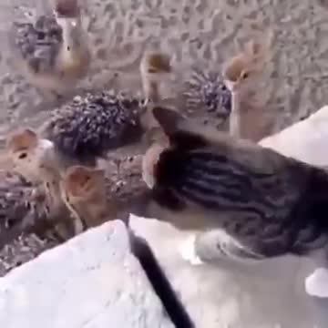 cats x ostrich