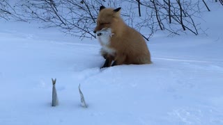 Feeding a Fox Some Fish