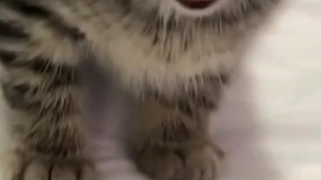 Cat very funny video 😂