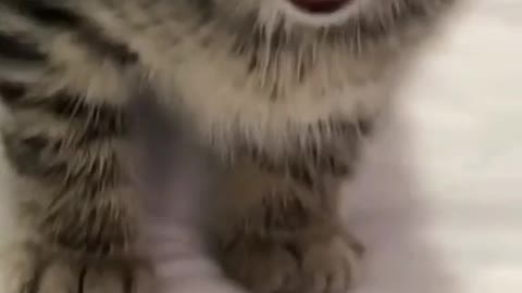 Cat very funny video 😂