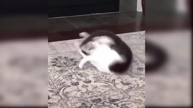 Awesome SO Cute Cat! Cute and Funny Cat Videos to Keep You Smiling!#3