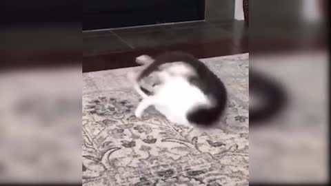 Awesome SO Cute Cat! Cute and Funny Cat Videos to Keep You Smiling!#3