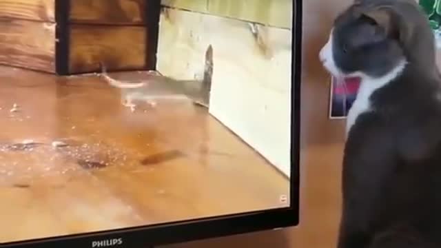 Cat funny cat