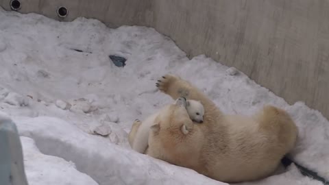 Cute baby white bear