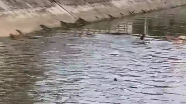 Family of Otters in Siglap Canal_batch