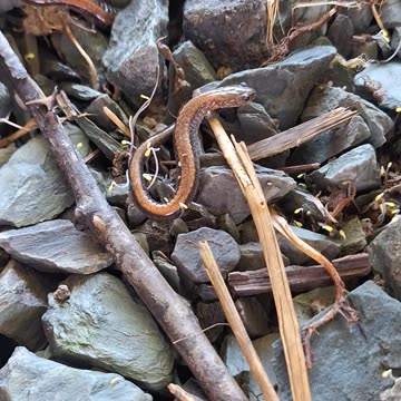 Eastern red spotted salamander(newt) :)