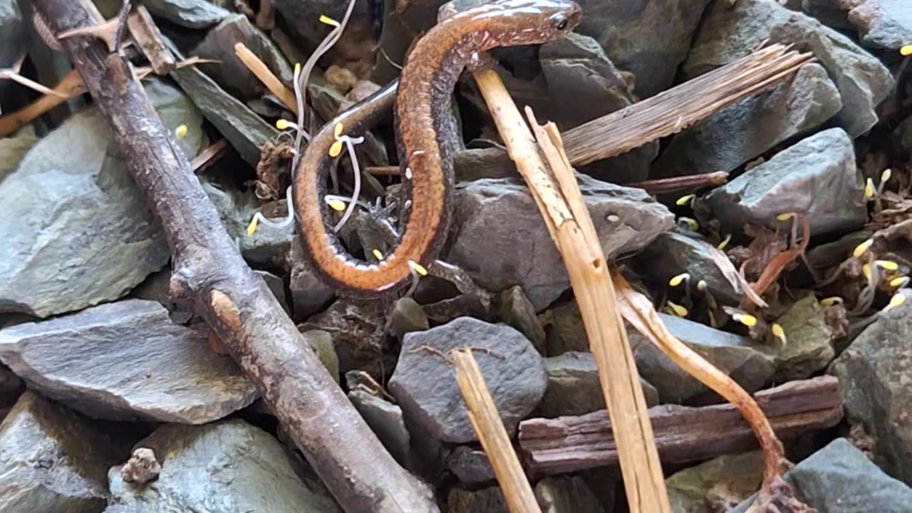 Eastern red spotted salamander(newt) :)