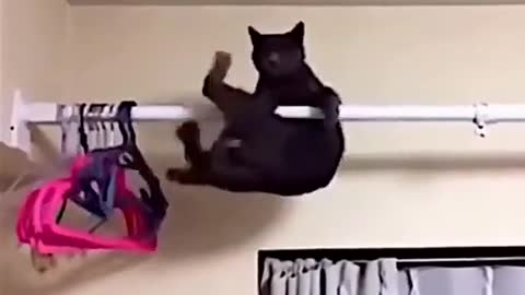 Cat funny video