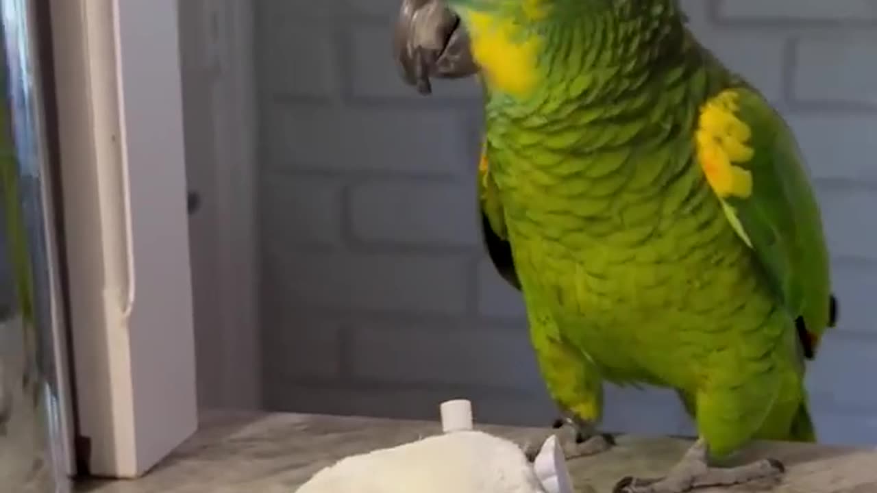 ' My bird really didn't care for these wind-up toy birds ...🐦😂 '