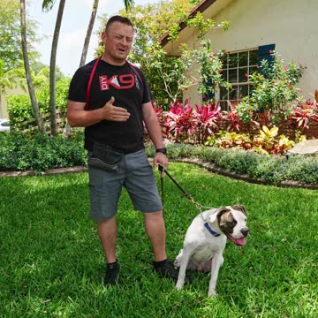 Top 3 Reasons Why You SHOULDN'T Get an American Bulldog