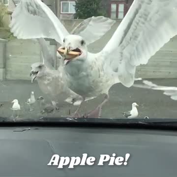 Funny Seagull Eats Pie in One Bite with its giant beak.