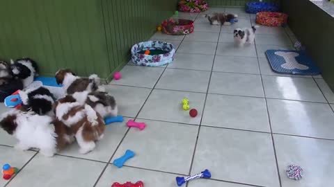 Cute puppies creating havoc