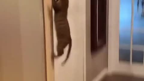 Funny and Cute Cats Videos #179