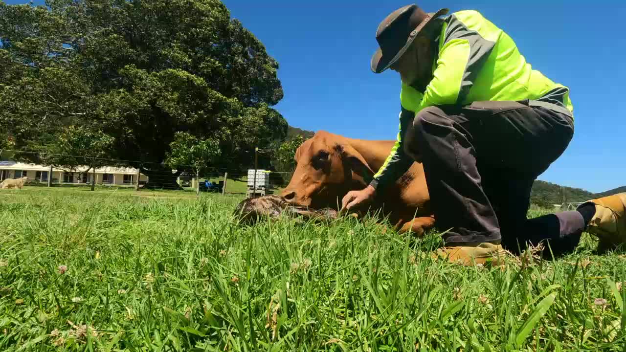 29 - Droughtmaster new born No 14 has a Bull Calf 15.11.21