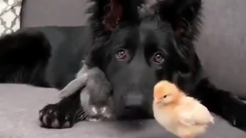 Rabbit 🐇 dog 🐕 and rooster 🐓